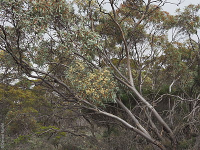 Eucalyptus socialis ssp. socialis p Denzel Murfet Hallelujah Hills